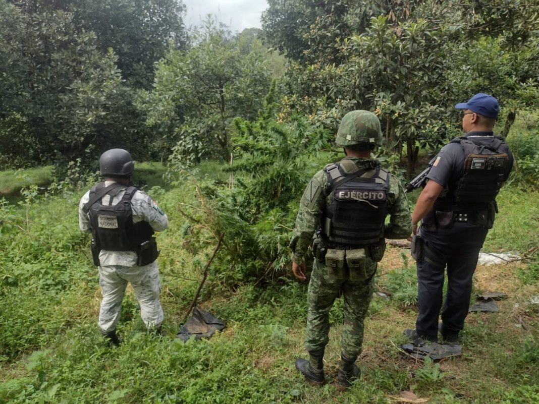 En Uruapan Ssp Sedena Y Gn Destruyen Plant O De Marihuana El Clar N