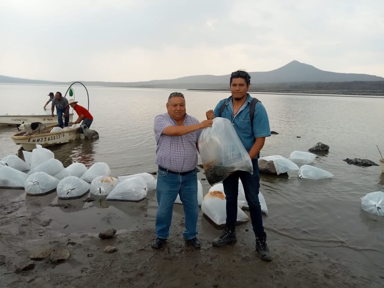 Compesca Siembra Mil Cr As De Tilapia En Angamacutiro El Clar N