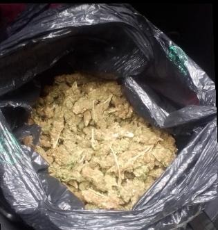 Asegura SSP a tres en posesión de más de un kilo de hierba verde seca, al parecer marihuana