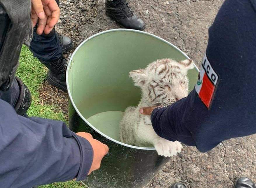 Aseguran a un cachorro de tigre blanco en la carretera Morelia-Maravatio.