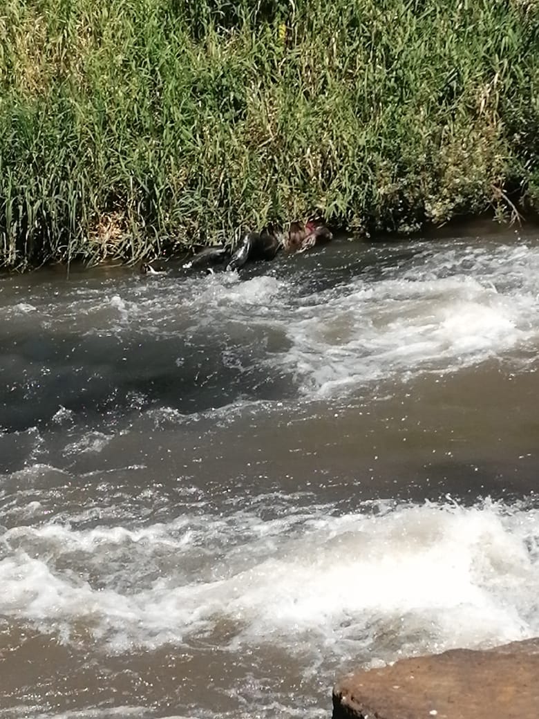 Fue localizado un cadáver putrefacto, flotando en las aguas del Río Nuevo