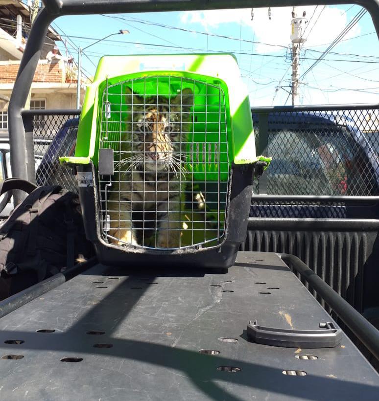 Asegura SSP cachorro de tigre y detiene a implicado en Zitácuaro.