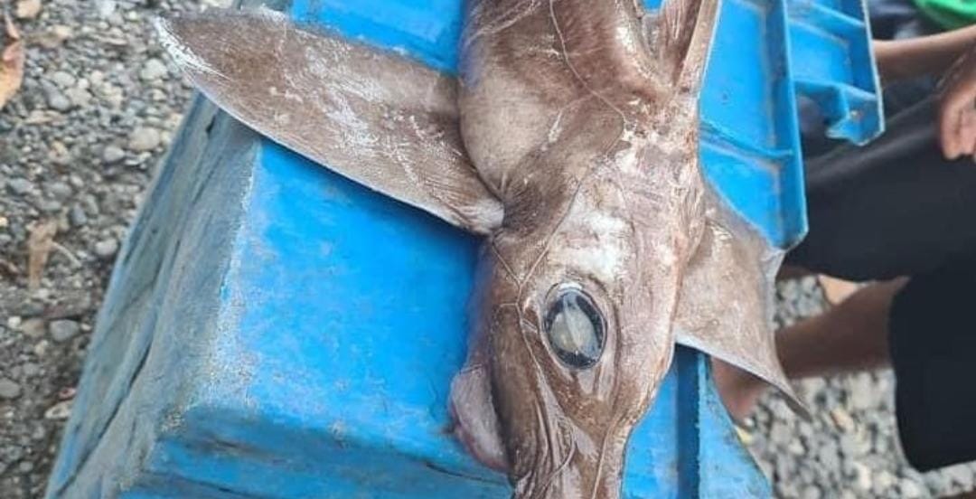 Denuncian la captura de un extraño pez en Lázaro Cárdenas.
