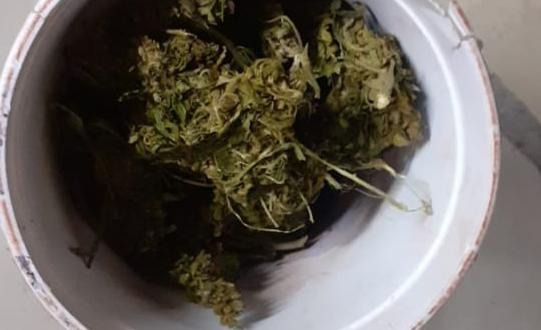 Asegura SSP a uno en posesión de hierba vede seca al parecer marihuana, en Zamora