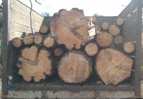 Asegura SSP camioneta cargada con rollos de madera, presuntamente ilegal