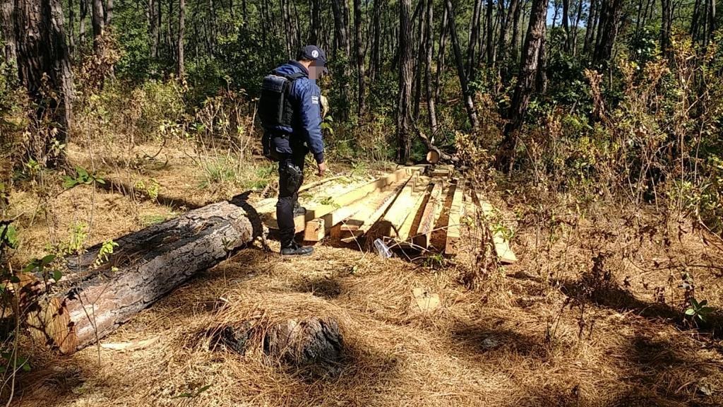 Detiene SSP a uno por su posible relación en tala clandestina, en Tocumbo