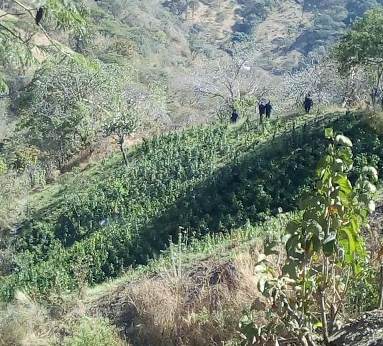 Destruye SSP aproximadamente 12 mil plantas de marihuana, en Tzitzio