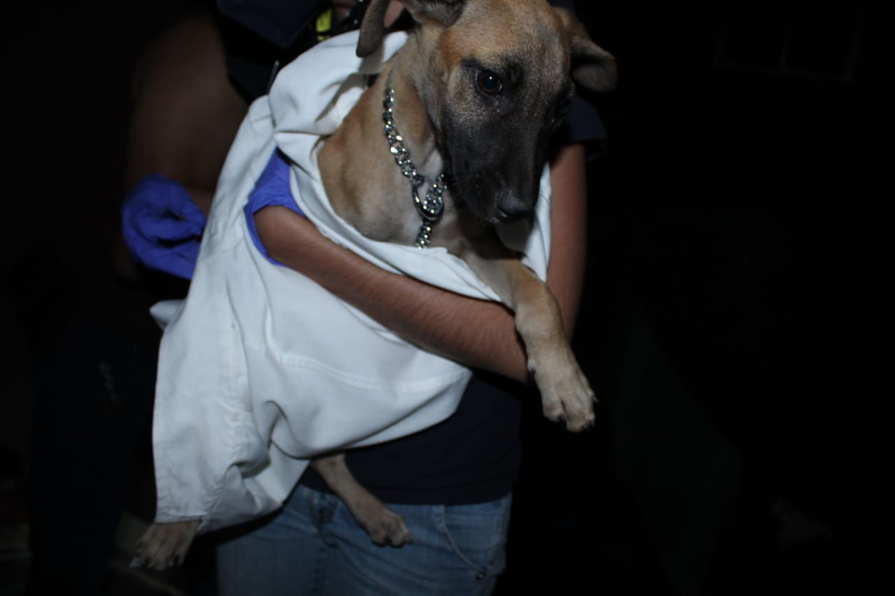 En 2020, rescató FGE 67 ejemplares en condiciones de maltrato animal, en Michoacán