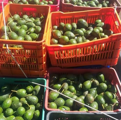 Detiene SSP a uno en posesión de 450 kilos de aguacate aparentemente ilegal