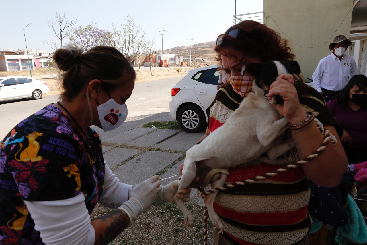 Esterilizar a las mascotas, alternativa para que no las abandonen: beneficiaria