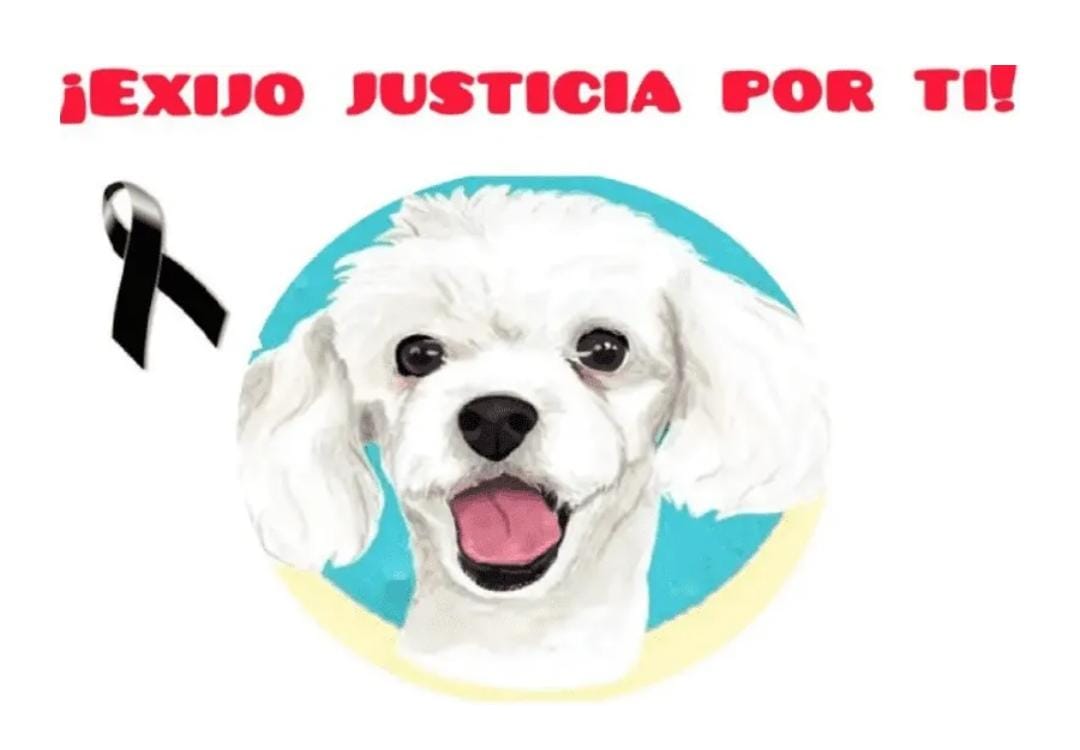 En Los Reyes, detiene Fiscalía General a una persona relacionada en el delito de Crueldad Animal
