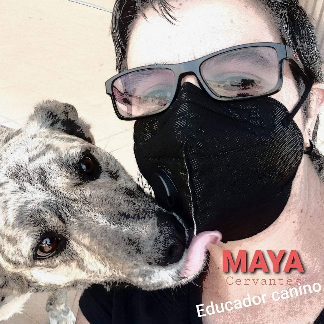 En un accidente vial pierde la vida Frida Maya Cervantes, reconocida por su incansable labor altruista en favor de los perritos callejeros