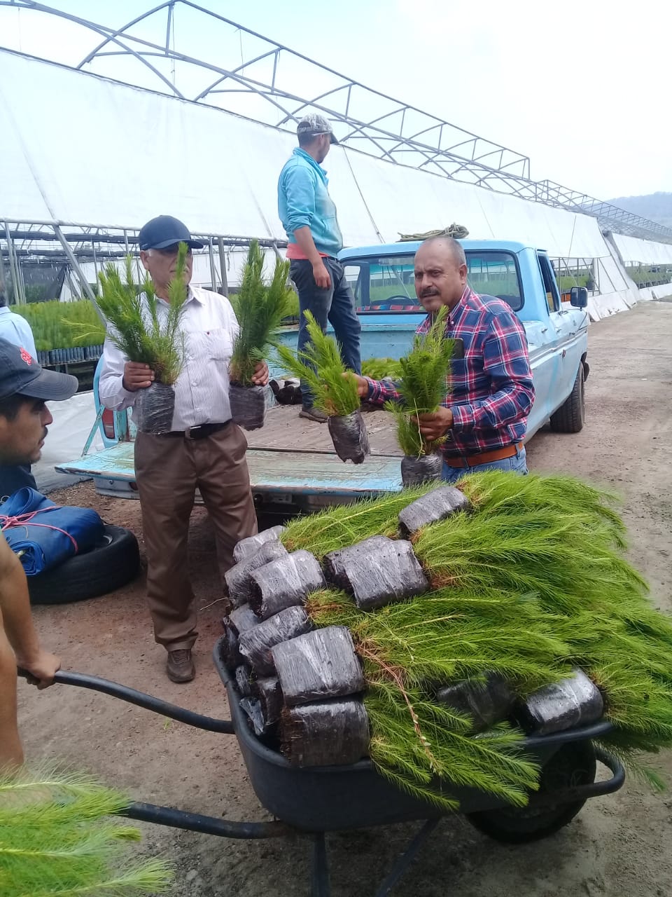 Ejidos del municipio recibieron 90 mil plantas de pino para reforestación