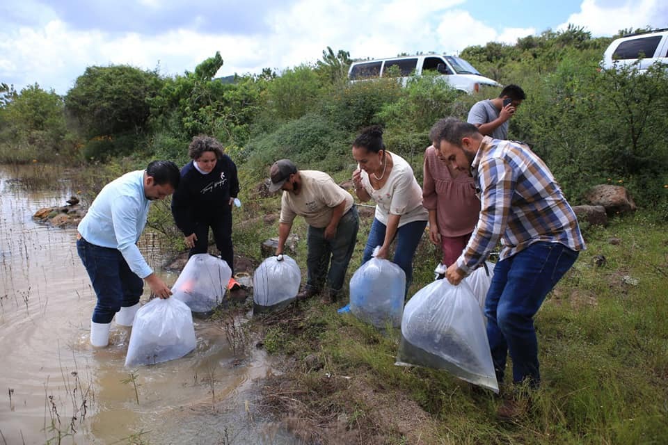 Julieta Gallardo pone en marcha la siembra de alevines en el municipio de Jiménez y Penjamillo