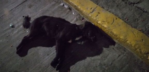 Un envenenamiento masivo de canes, mantiene en alerta a vecinos de la colonia José María Morelos