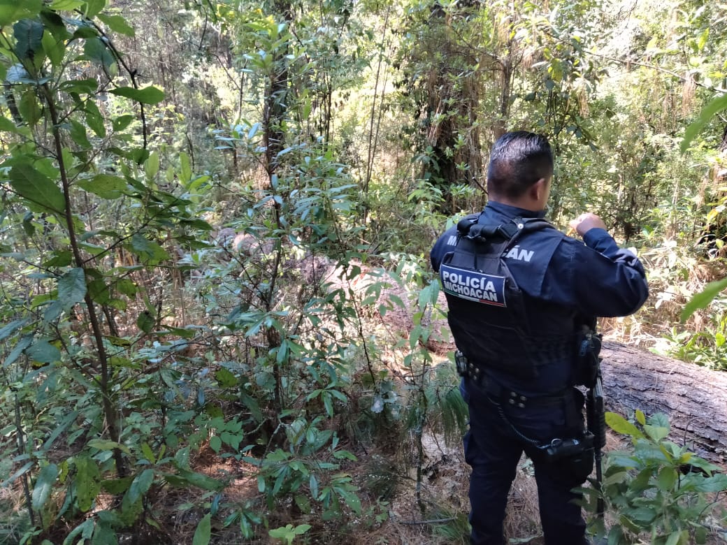 División Ambiental de la SSP asegura varios rollos de madera ilícita