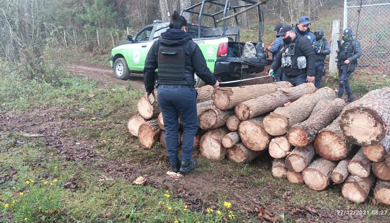 División Ambiental asegura 47 rollos de madera ilegal, en Morelia