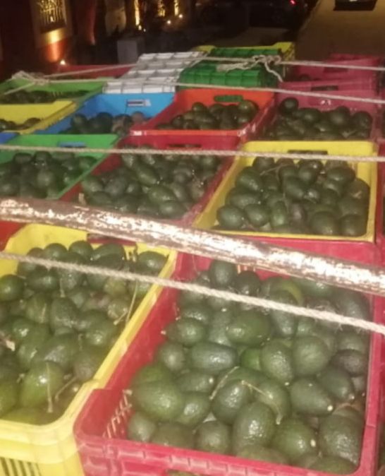 En Indaparapeo, SSP asegura a uno en posesión de 3 mil 700 kilos de aguacate ilícito.