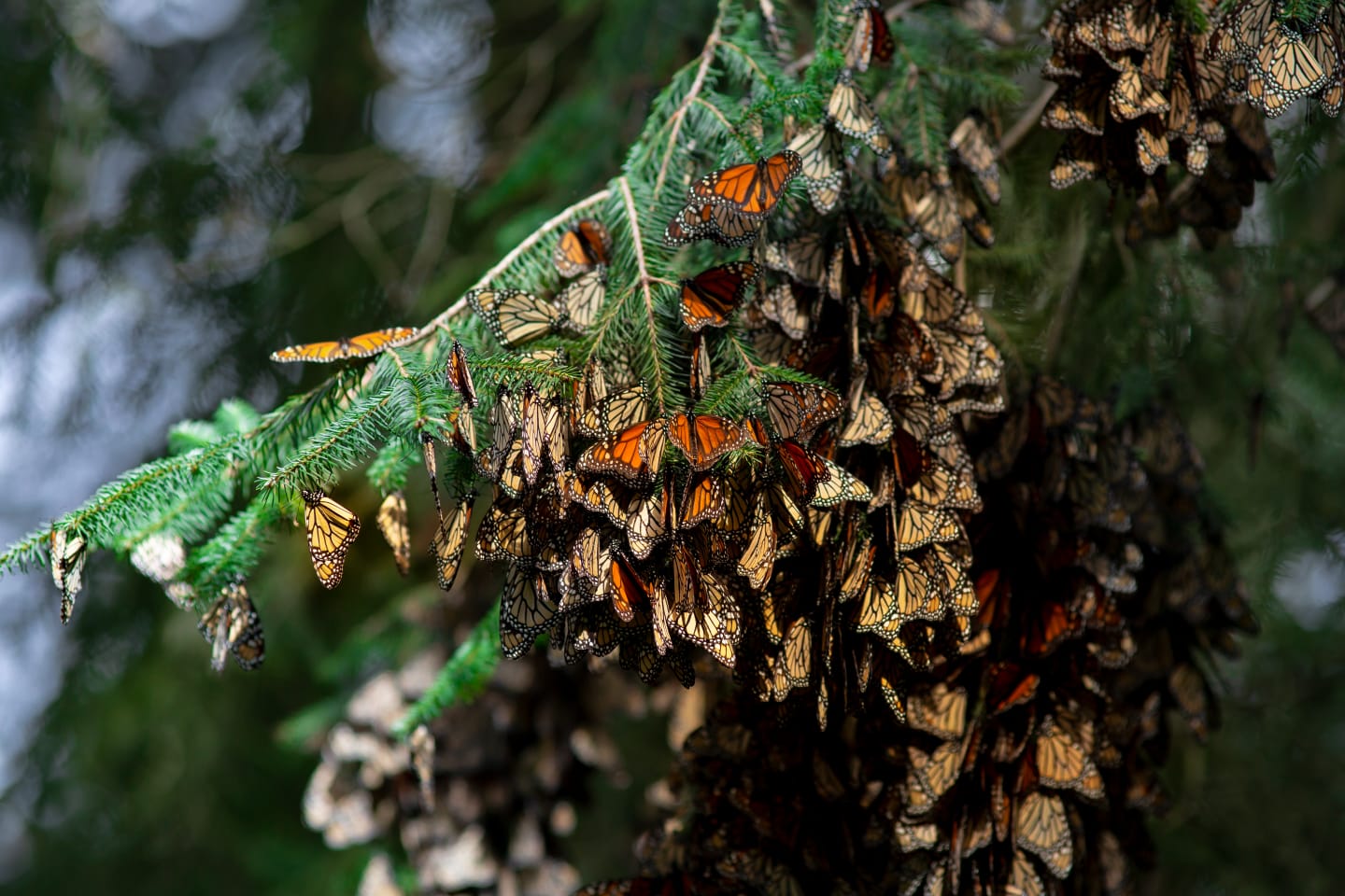 Días soleados y mariposas en todo su esplendor, visítalas