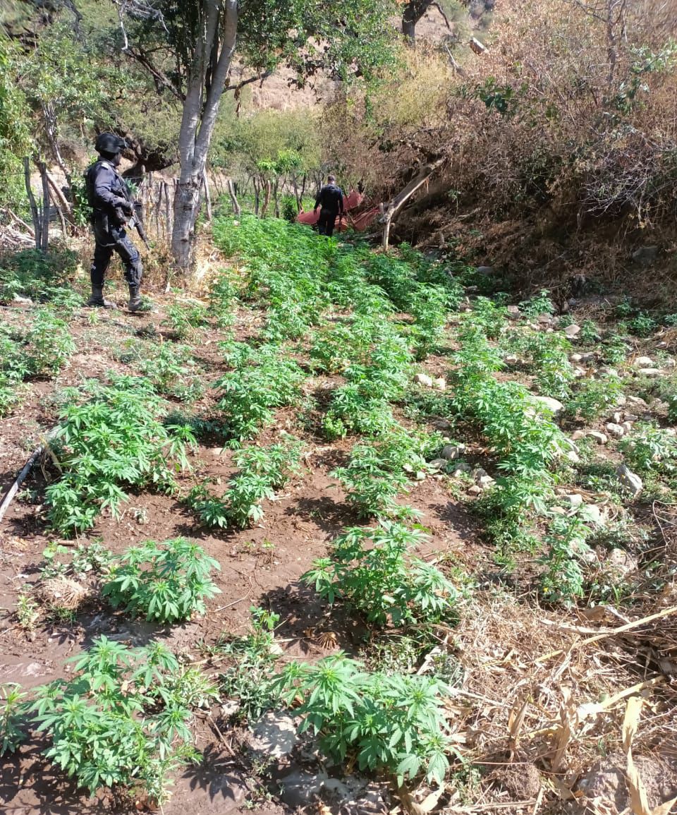 SSP localiza y destruye dos plantíos de marihuana; además, se incineraron 212 kilos del enervante.