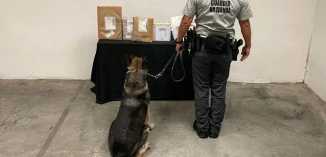 Con apoyo de un binomio canino localizaron y aseguran 688 gramos de metanfetamina en una máquina de tortillas