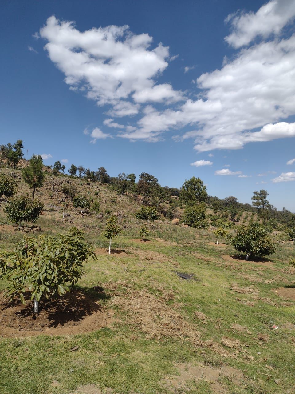 En cateo, asegura Fiscalía General predio relacionado en delitos Contra el Ambiente