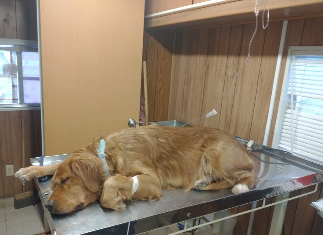 Arranca Centro de Atención Animal con jornadas de esterilización permanentes