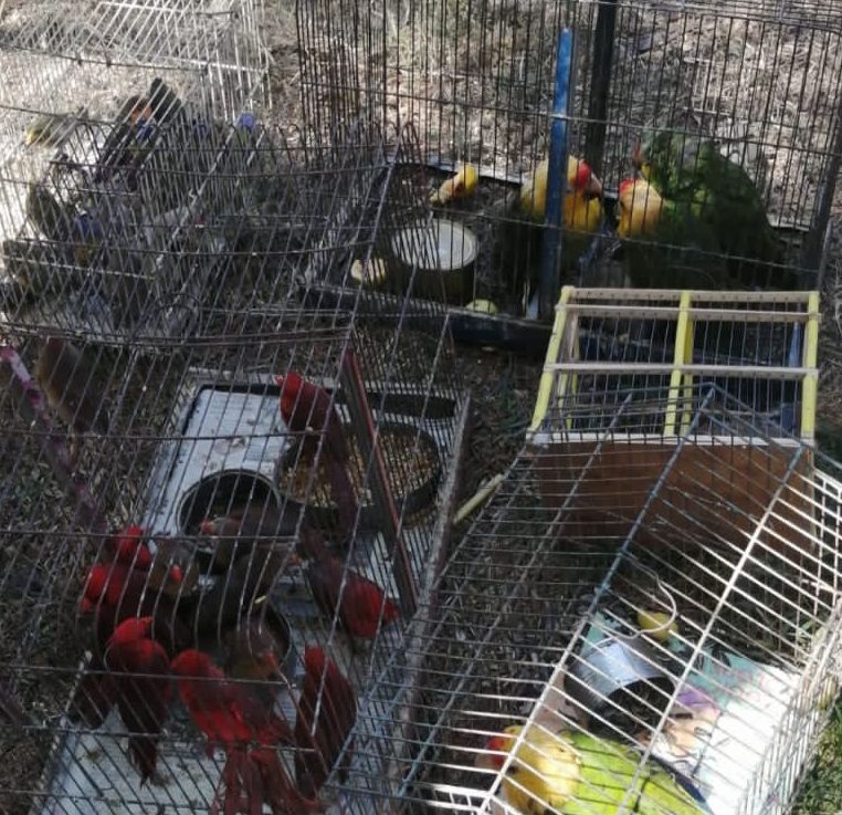 En Zinapécuaro, División Ambiental de la SSP rescata 77 aves silvestres.
