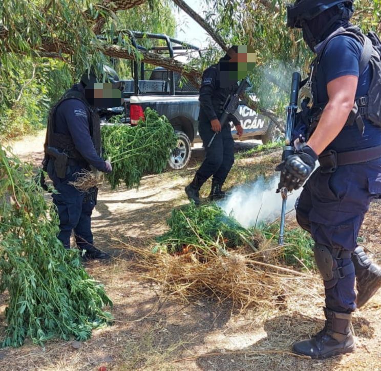 En Contepec, SSP destruye plantío de marihuana