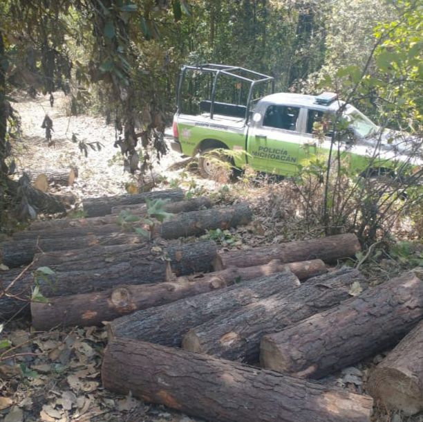 Asegura SSP 62 piezas de madera taladas ilegalmente, en #Zitácuaro.