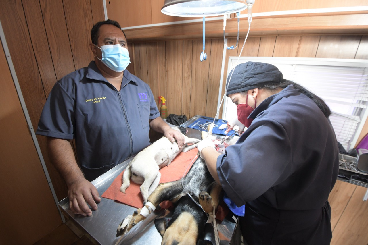 Gobierno Municipal impulsa “Campaña de vida”; esterilizaciones animales en zona poniente de Morelia.