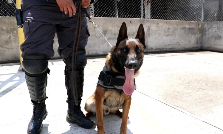 Binomios caninos, certeza jurídica del trabajo del Sistema Penitenciario 