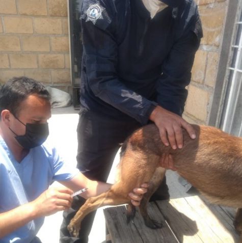 En jornada de vacunación, SSP garantiza la salud de sus caninos