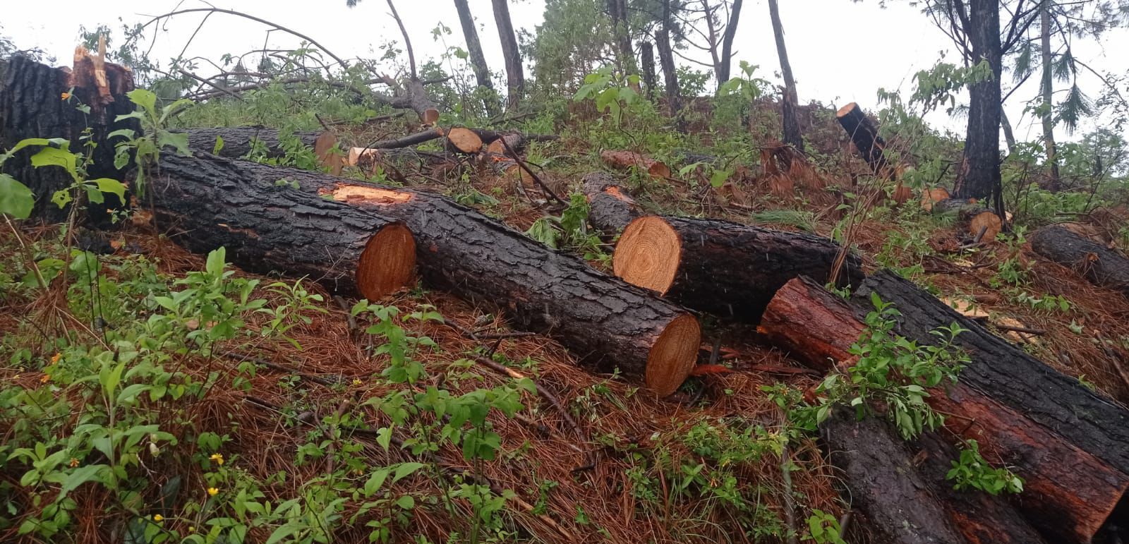 SSP y GN aseguran 98 rollos de madera presuntamente procedentes de tala ilegal, en Zitácuaro