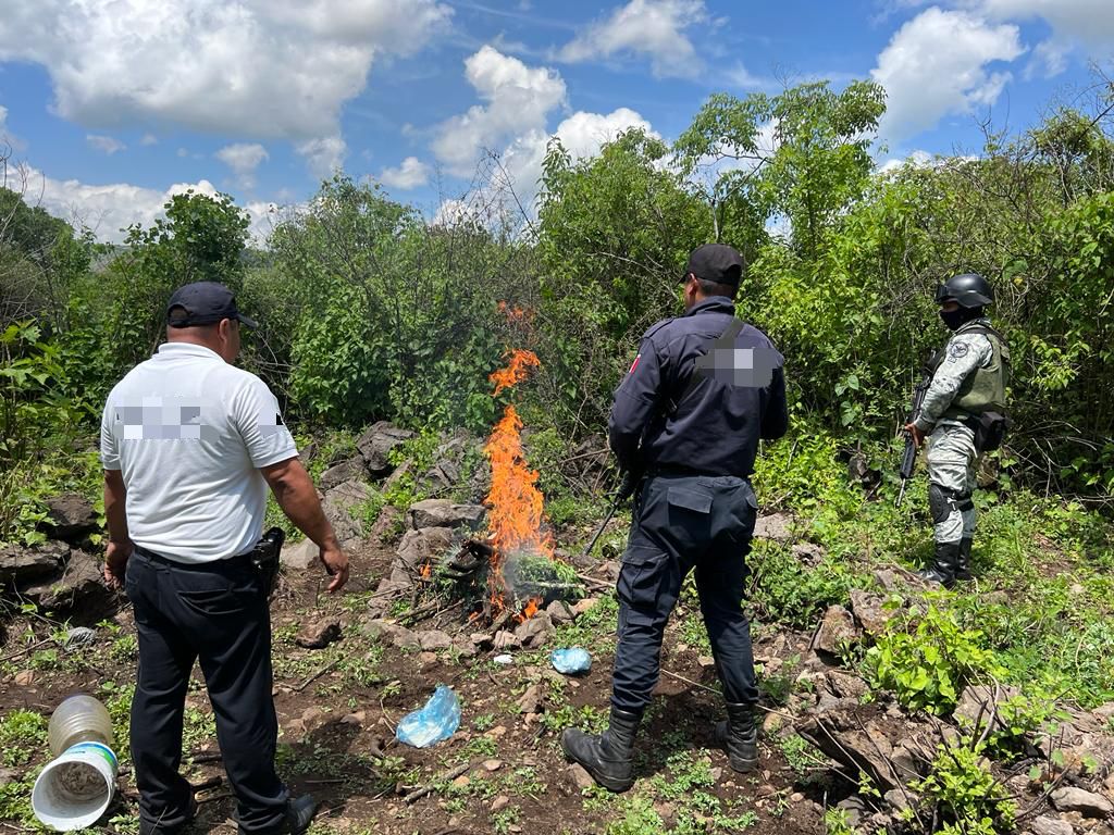 En operativo en Zacapu, SSP y GN localizan y destruyen plantío de marihuana