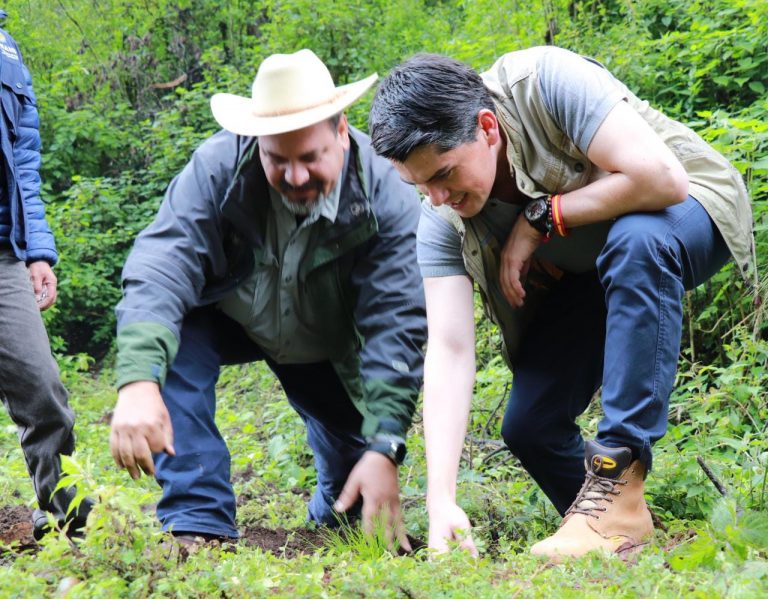 Reforestan 5 mil árboles en la zonas de amortiguamiento y núcleo de la monarca en Zitácuaro