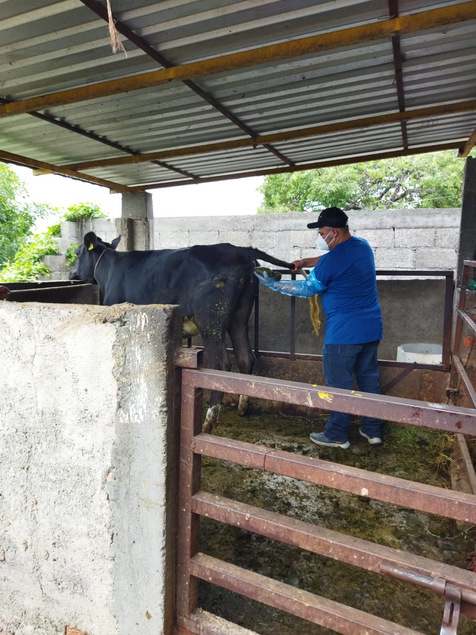 SADERMA avanza con Programa de Inseminación Artificial de ganado bovino en zona rural