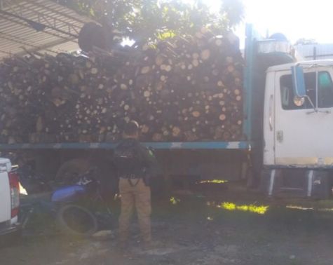 SSP asegura más de 11 metros cúbicos de madera presuntamente ilegal, en Tacámbaro.