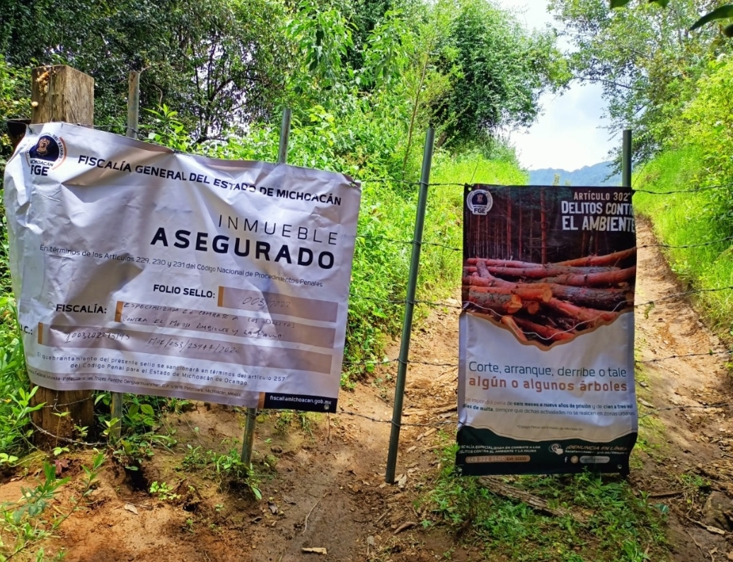 En cateo, asegura FGE predio relacionado en Delitos contra el Ambiente en el municipio de Pátzcuaro.