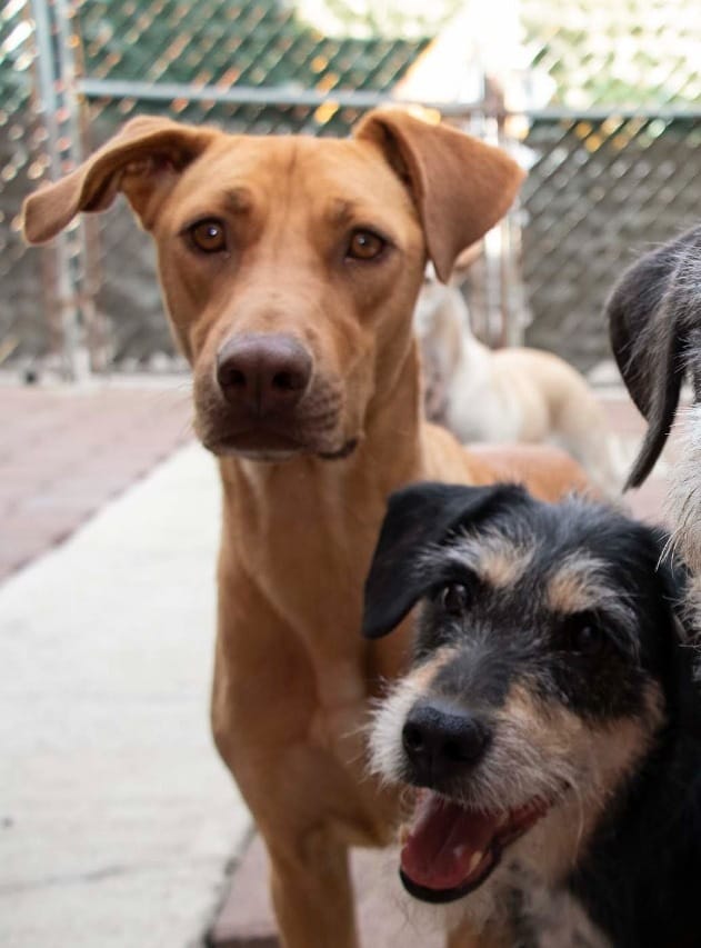 Invita DIF a la Tercera Feria de Adopción Canina y Felina