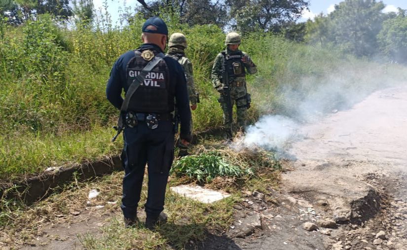 Guardia Civil y Sedena destruyen plantío de marihuana, en Uruapan