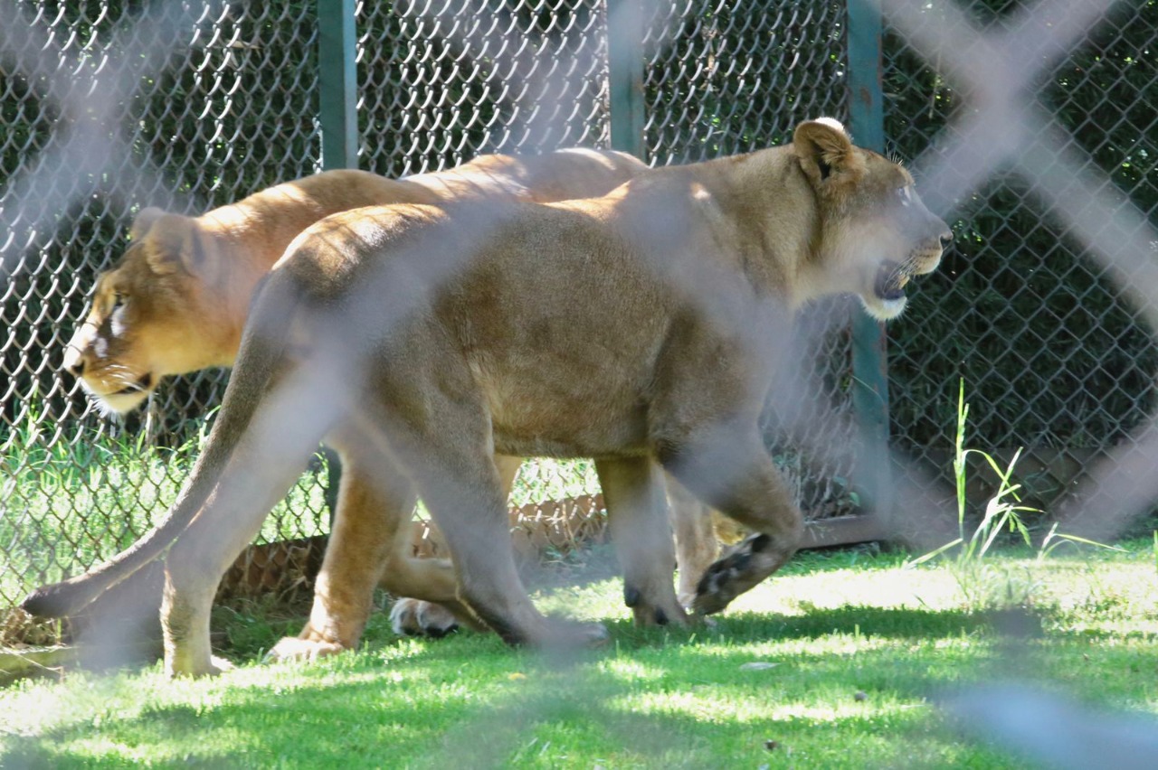 ¿Viernes sin nada que hacer? ¡No te pierdas las divertidas actividades por el 52 aniversario del Zoológico de Morelia!