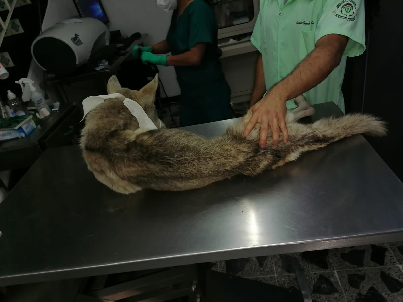 Asegura FGE dos caninos víctimas de maltrato, en Morelia.