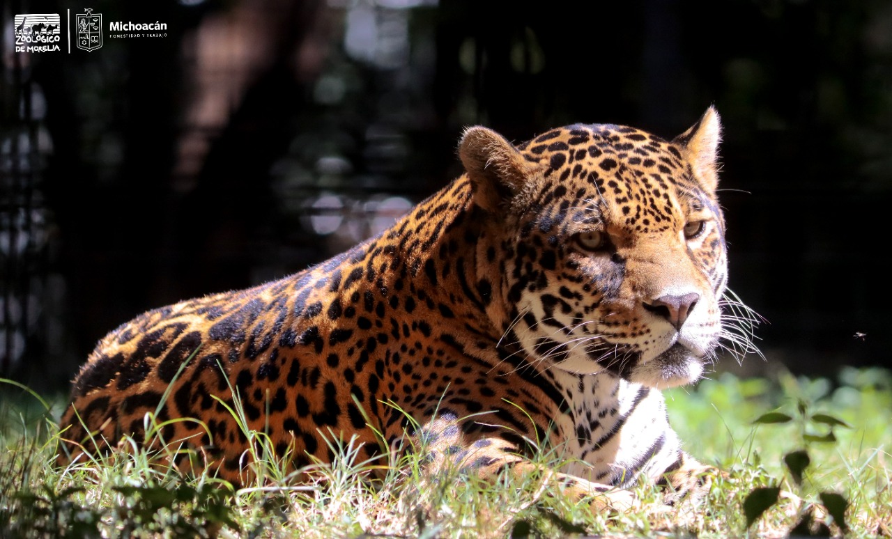ZooMorelia, por la preservación del jaguar