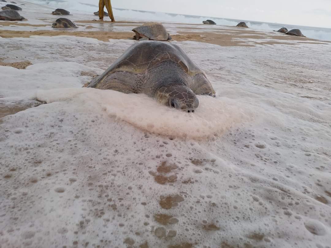 Preparan gran celebración por el 27 aniversario del Campamento Tortuguero Punta Ixtal