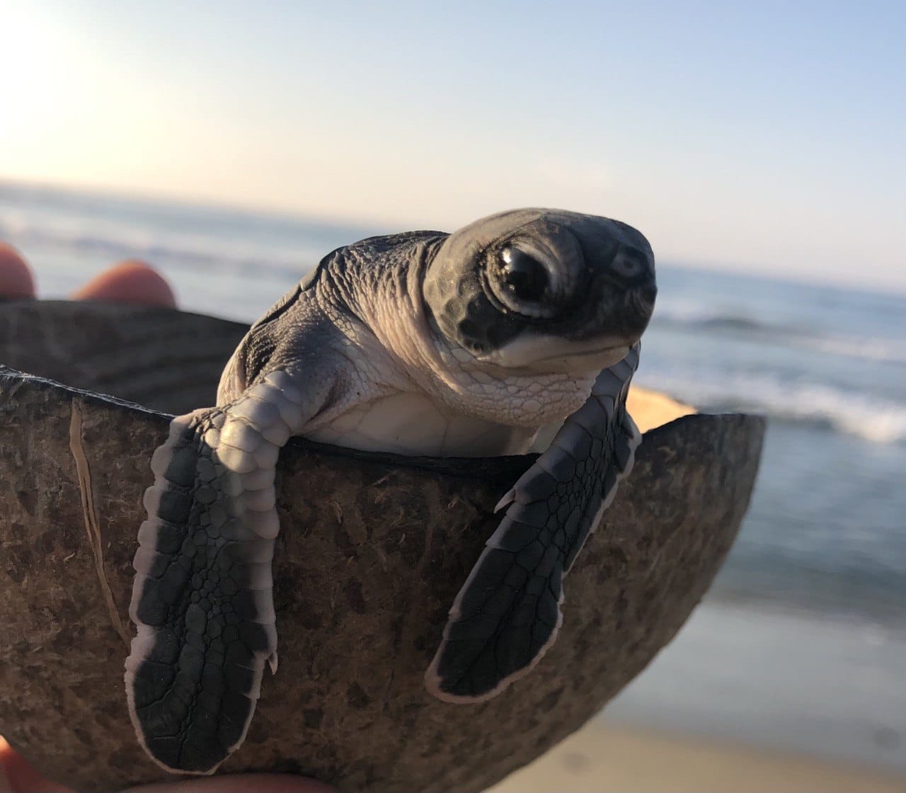 Participará Compesca con talleres y conferencias en el Primer Tortufest “El Habillal”