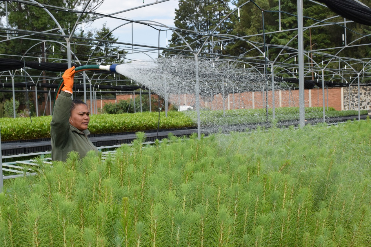 Busca Cofom incrementar la producción de planta forestal