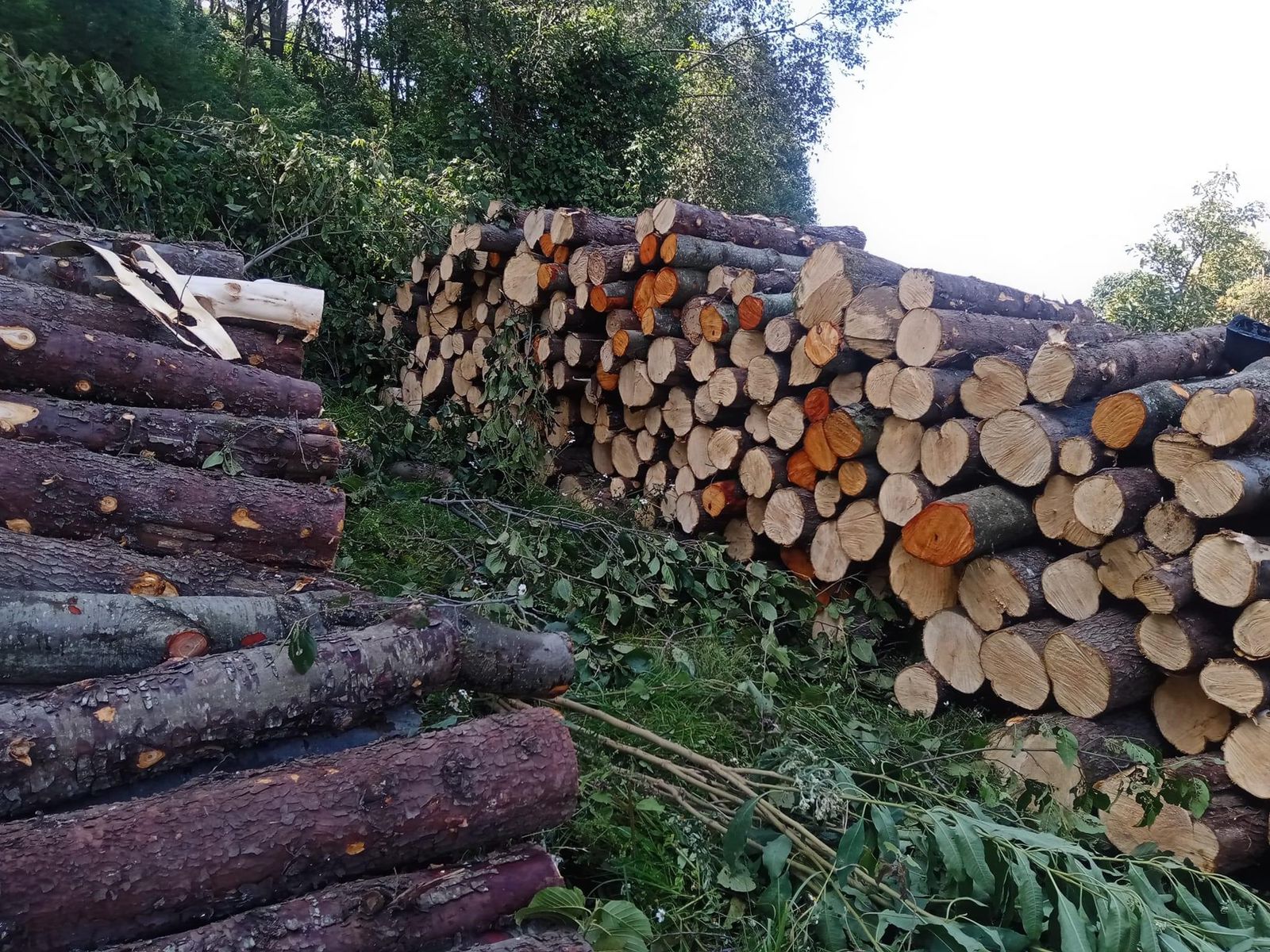 INTEGRA FGR INVESTIGACIÓN POR UN DELITO CONTRA EL MEDIO AMBIENTE EN ZITÁCUARO