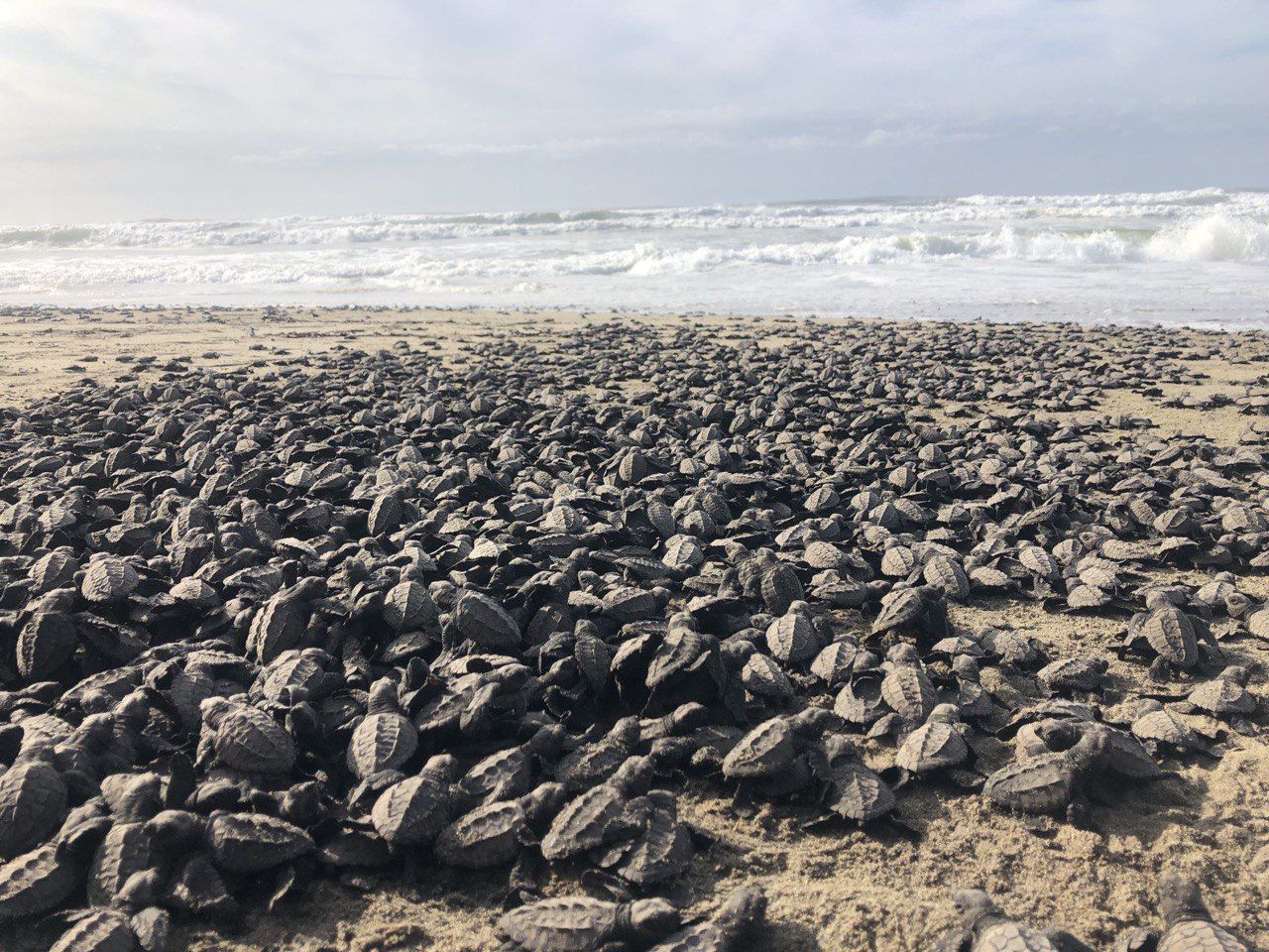 Más de un millón de crías de tortuga marina, liberadas en campamentos de Michoacán