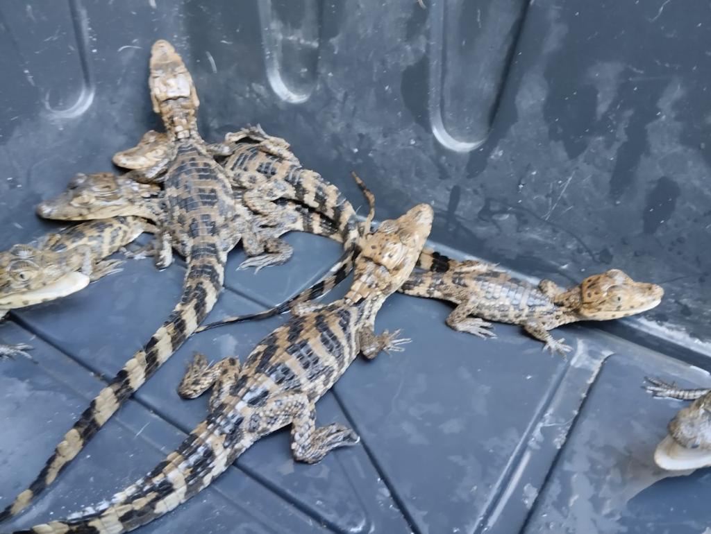 INVESTIGA FGR DELITO CONTRA LA BIODIVERSIDAD TRAS ASEGURAMIENTO DE 12 COCODRILOS